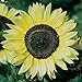 David's Garden Seeds Sunflower Lemon Queen SV127RX (Yellow) 50 Open Pollinated Seeds new 2022