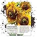 Seed Needs, Mammoth Grey Stripe Sunflower (Helianthus annuus) 140 Seeds Non-GMO new 2022