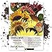 130 Sunflower Seeds - Evening Colors (Helianthus annuus) Seeds By Seed Needs new 2022