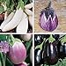 Burpee Gourmet Blend Eggplant Seeds 50 seeds new 2022