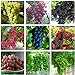 Best Garden Seeds Heirloom Mixed 9 Types of Grape Seeds, 30 Seeds, Professional Pack, tasty dense juicy fruits new 2022