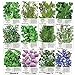 Non-GMO Culinary Herb Seed Collection, 12 Individual Seed Packets Incl. 4,000+ Seeds Collectively (Sage, Basil, Chives, Cilantro, Rosemary, Dill, Marjoram, Oregano & More!) Seeds by Seed Needs new 2022