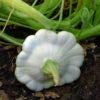 Foto Ufo Zucchini Weiß 10 Samen, bester Preis 2,29 €, Bestseller 2024