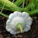 Ufo Zucchini Weiß 10 Samen neu 2023