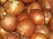 Onion Seeds- Sweet Yellow Spanish Heirloom- 250+ Seeds new 2022