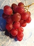 Photo Elwyn 10 Authentic Ruby Roman Grapes Fruit Seeds, best price $14.99, bestseller 2024