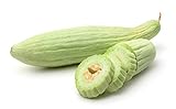 Photo Armenian Yard-Long Cucumber Seeds - Non-GMO - 4 Grams, Approximately 130 Seeds, best price $5.99, bestseller 2024