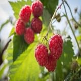 Photo Polka Raspberry - 5 Red Raspberry Plants - Everbearing - Organic Grown -, best price $49.95, bestseller 2024