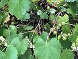 Photo Dichondra 100pcs Muscadine Grape Fruit Seeds, best price $14.99 ($0.15 / Count), bestseller 2024