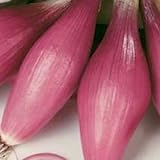 Photo Rossa Lunga Torpedo Onion Seeds- Heirloom Italian Variety- 200+ Seeds, best price $2.99, bestseller 2024