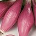 Rossa Lunga Torpedo Onion Seeds- Heirloom Italian Variety- 200+ Seeds new 2024