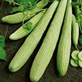 Foto Las semillas de pepino armenio Yard largas (Cucumis melo var. Flexuosus) 30 + 120 + (Semillas), mejor precio 9,78 €, éxito de ventas 2024