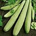 Las semillas de pepino armenio Yard largas (Cucumis melo var. Flexuosus) 30 + 120 + (Semillas) nuevo 2024