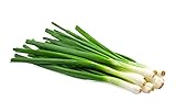 Photo Scallion Bunching Onion Seeds, 250+ Evergreen Hardy White, Heirloom, Non-GMO, Allium fistulosum, best price $6.49, bestseller 2024