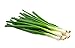 Scallion Bunching Onion Seeds, 250+ Evergreen Hardy White, Heirloom, Non-GMO, Allium fistulosum new 2024