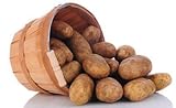 Photo Simply Seed - Russet - Naturally Grown Seed Potatoes - 5 LBS - Ready for Springl Planting, best price $12.59 ($0.16 / Ounce), bestseller 2024
