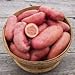 Seed Potatoes for Planting French Fingerling 5lbs. new 2024