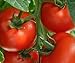 Tomaten Samen Tomaten Saat Saatgut Tomaten Tomatensamen Tomatensamen (IDEAL) neu 2024