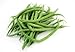 Tendergreen Green Bean Seeds, 50 Heirloom Seeds Per Packet, Non GMO Seeds new 2024
