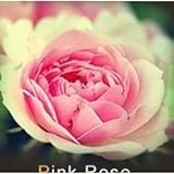 Photo Lot de 20 Graine Rose Rosier ROSE, meilleur prix 5,00 €, best-seller 2024