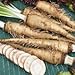 Genipap 20 Semillas de hortalizas de rábano picante ruso Blanco. nuevo 2024