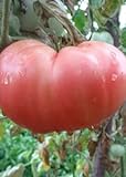 Foto Tomaten Samen Tomaten Saat Saatgut Tomaten Tomatensamen Tomatensamen (PINK MAGIC), bester Preis 3,00 €, Bestseller 2024