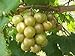 Las semillas de Vitis rotundifolia bronce moscatel de uva! nuevo 2024