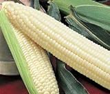Photo Silver Queen Sweet Corn Seed 1lb, best price $34.97 ($2.19 / Ounce), bestseller 2024