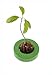 R&R SHOP Avocado Germinator - Maceta flotante para germinación de aguacate, kit de cultivo de semillas, plástico de maíz 100% reciclable y compostable (Verde) nuevo 2024
