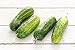 Boston Pickling Cucumber Seeds, 100 Heirloom Seeds Per Packet, Non GMO Seeds, Isla's Garden Seeds new 2022