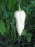Photo Bhut Jolokia, White Ghost Chili Pepper, World's Hottest Pepper, Capsicum Chinense (Seeds) (10 Seeds), best price $7.59 ($0.76 / Count), bestseller 2024