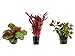 Tropica Pflanzen Set 3 schöne rote Topf Pflanzen Aquariumpflanzenset Nr.12 Wasserpflanzen Aquarium Aquariumpflanzen neu 2024
