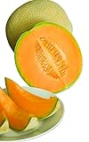 Photo Burpee Hale's Best Jumbo Cantaloupe Melon Seeds 200 seeds, best price $6.20, bestseller 2024