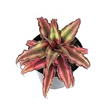 Photo Plants for Pets Live Bromeliad Plant, Cryptanthus Bivittatus Bromeliads, Potted Houseplants with Planter Pot, Perennial Plants for Home Décor or Outdoor Garden, Fully Rooted in Potting Soil, best price $16.23, bestseller 2024