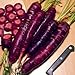 Purple Dragon Carrot 350 Seeds - Absolutely unique! new 2023