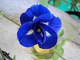 Foto Tara-jardín de 50 semillas mariposa azul semillas de guisante CLITORIA ternatea vid de la flor Oganic NATIVE, mejor precio 9,78 €, éxito de ventas 2024