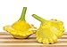 Gelbe Ufo Zucchini Yellow Squash - 20 Samen neu 2024