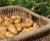 Photo Russet Seed Potatoes NON-GMO, best price $14.99, bestseller 2024