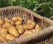 Russet Seed Potatoes NON-GMO new 2024