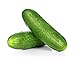 Spacemaster Cucumber Seeds, 100+ Heirloom Seeds Per Packet, (Isla's Garden Seeds), Non GMO Seeds, Botanical Name: Cucumis sativus, 85% Germination Rates new 2023