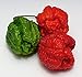 Hot Chili Pfeffer X - Capsicum chinense - Pepper - 10 Samen neu 2023