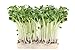500 g Rettich Samen Bio Keimsaat “Daikon” für Sprossen Microgreens Vegan Rohkost neu 2023