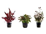Foto Tropica Pflanzen Set mit 3 schönen roten Topf Pflanzen Aquariumpflanzenset Nr.13 Wasserpflanzen Aquarium Aquariumpflanzen, bester Preis 15,44 €, Bestseller 2024