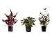 Tropica Pflanzen Set mit 3 schönen roten Topf Pflanzen Aquariumpflanzenset Nr.13 Wasserpflanzen Aquarium Aquariumpflanzen neu 2024