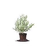 Photo Perfect Plants Premier Blueberry Live Plant, 1 Gallon, Includes Care Guide, best price $25.98, bestseller 2024