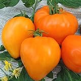 Foto Tomate Altai Honig - Sehr Leckere Tomatensorte - ertragreich - 10 Samen, bester Preis 3,70 €, Bestseller 2024
