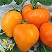 Tomate Altai Honig - Sehr Leckere Tomatensorte - ertragreich - 10 Samen neu 2024