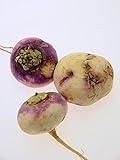Foto Magic Garden Seeds Herbstrüben 'Runde, Weiße, Rotköpfige' (Brassica rapa SSP. rapa) 500 Samen Mairübe, bester Preis 3,25 €, Bestseller 2024