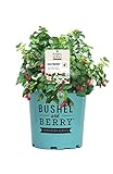 Photo Premier Plant Solutions 19858 Bushel and Berry Dwarf Thornless Red (Rubus) Strawberry, 2 Gallon, Raspberry Shortcake, best price $59.95, bestseller 2024