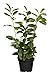 Prunus lauroc winterharte Heckenpflanze Kirschlorbeer 40-60cm im Topf gewachsen neu 2024
